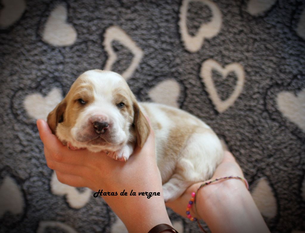 du Haras de la Vergne - Chiots disponibles - Basset Hound