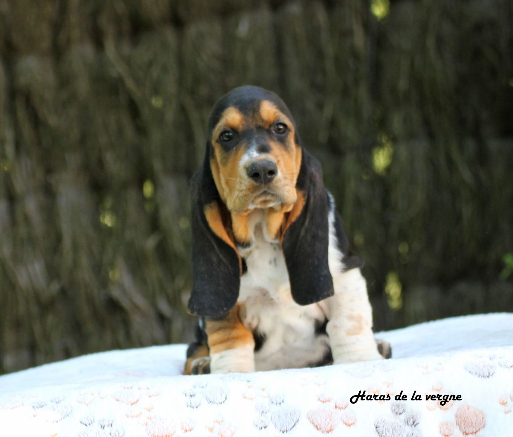 du Haras de la Vergne - Chiots disponibles - Basset Hound