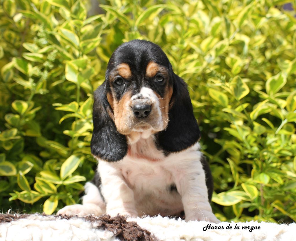 du Haras de la Vergne - Chiots disponibles - Basset Hound