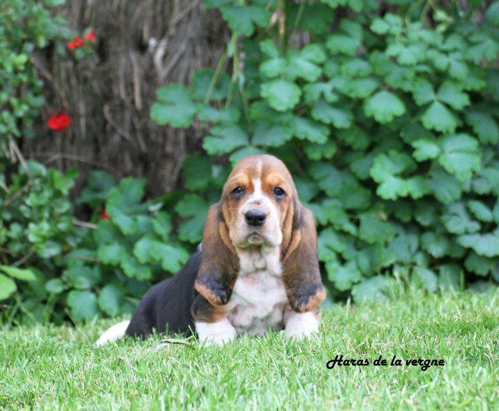 du Haras de la Vergne - Chiots disponibles - Basset Hound