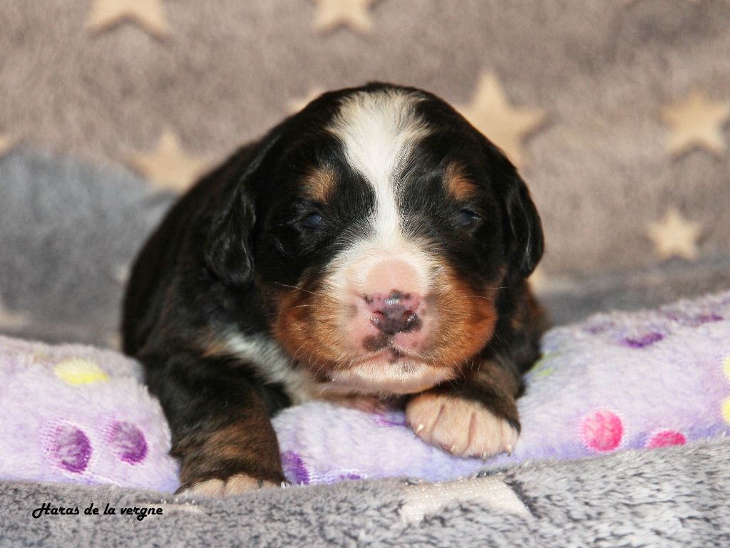 du Haras de la Vergne - Chiots disponibles - Bouvier Bernois
