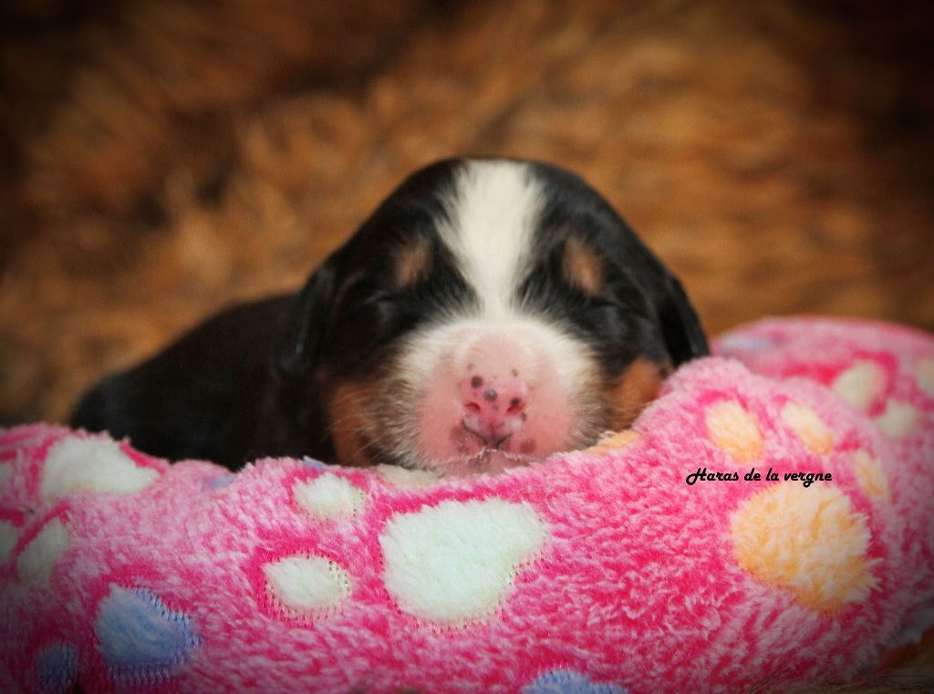 du Haras de la Vergne - Chiots disponibles - Bouvier Bernois