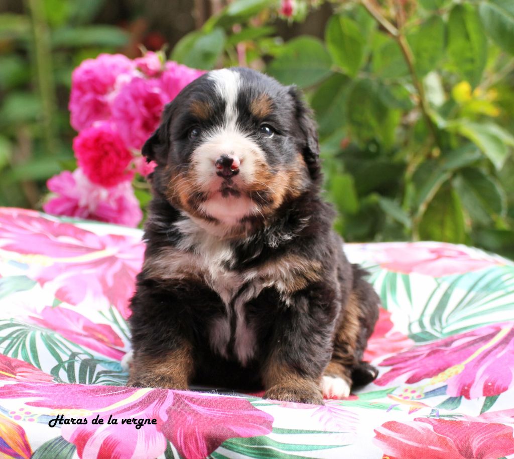 du Haras de la Vergne - Chiots disponibles - Bouvier Bernois