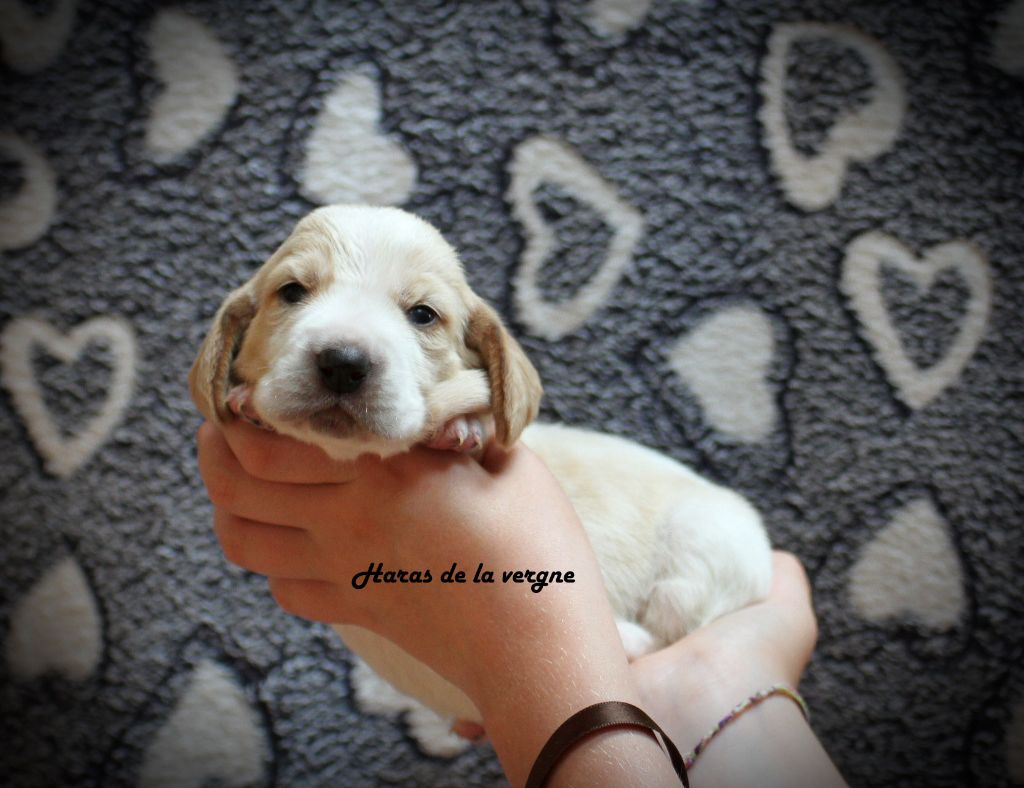 du Haras de la Vergne - Chiots disponibles - Basset Hound