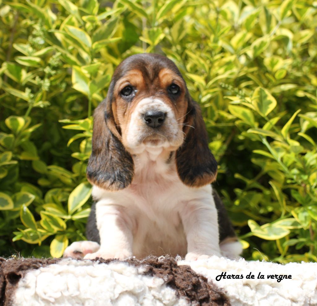 du Haras de la Vergne - Chiots disponibles - Basset Hound