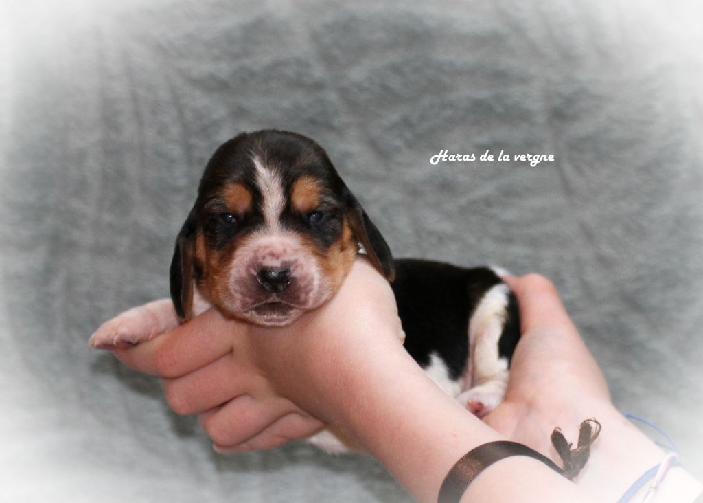 du Haras de la Vergne - Chiots disponibles - Basset Hound