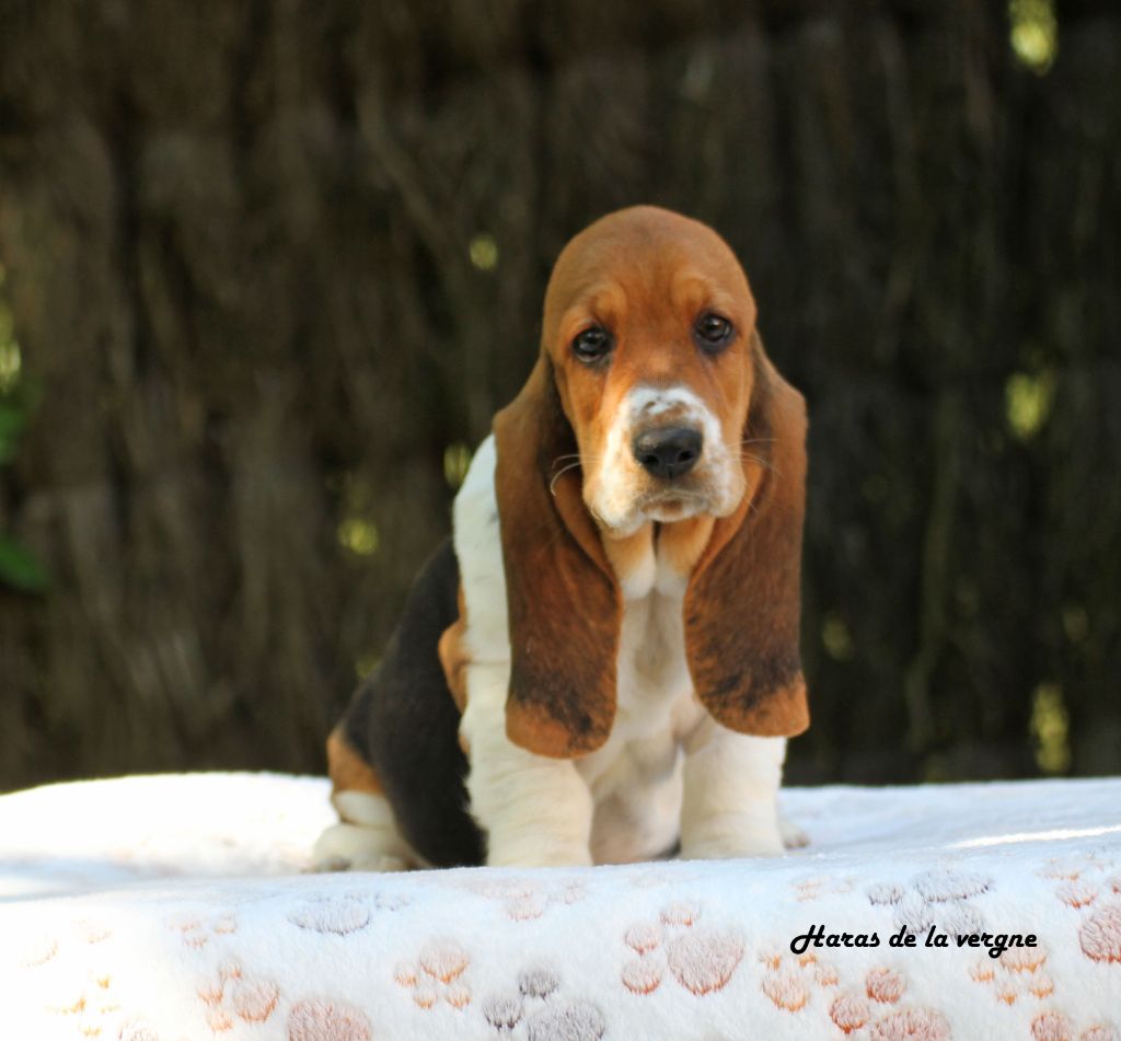du Haras de la Vergne - Chiots disponibles - Basset Hound