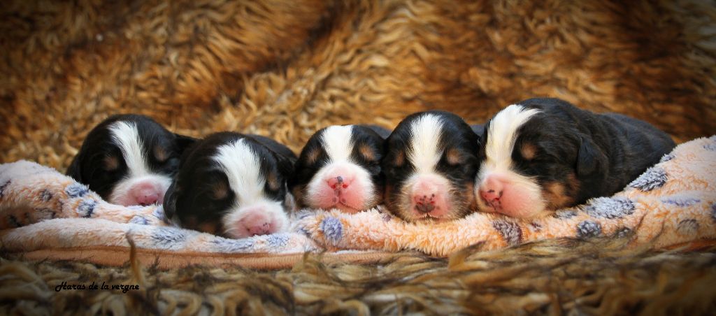 du Haras de la Vergne - Bouvier Bernois - Portée née le 12/11/2025