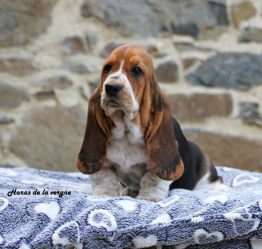 du Haras de la Vergne - Chiots disponibles - Basset Hound