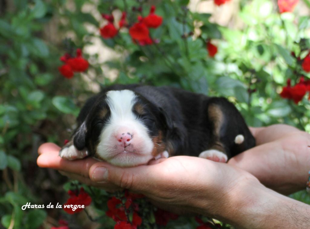 du Haras de la Vergne - Chiots disponibles - Bouvier Bernois