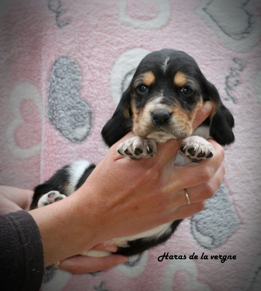 du Haras de la Vergne - Chiots disponibles - Basset Hound