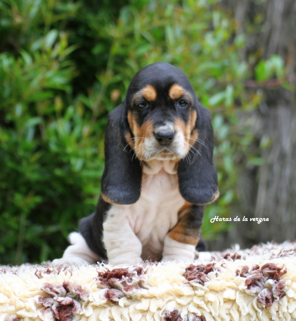 du Haras de la Vergne - Chiots disponibles - Basset Hound