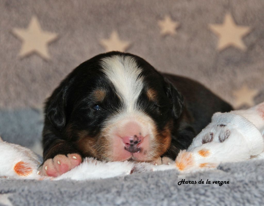du Haras de la Vergne - Chiots disponibles - Bouvier Bernois